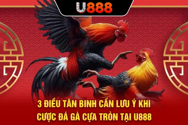 3 điều tân binh cần lưu ý khi cược đá gà cựa tròn tại U888