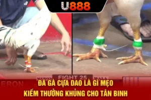 Đá Gà Cựa Dao Là Gì? Mẹo Kiếm Thưởng Khủng Cho Tân Binh