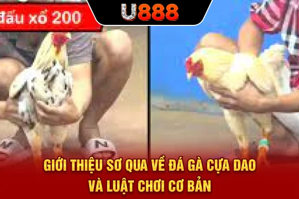 Giới thiệu sơ qua về đá gà cựa dao và luật chơi cơ bản