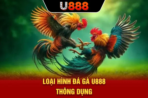 Loại hình đá gà U888 thông dụng