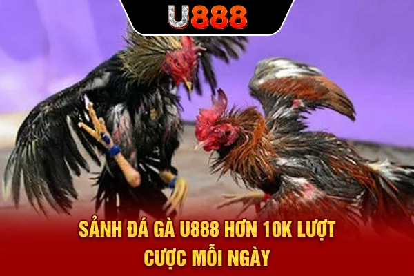 Sảnh đá gà U888 hơn 10k lượt cược mỗi ngày